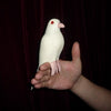 PALOMA DE LATEX (Vanishing dove) by Twister Magic